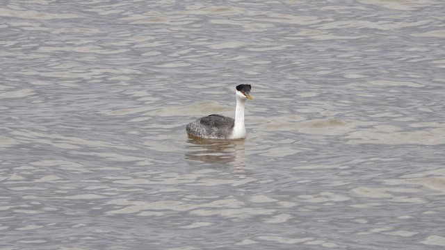 Western Grebe - ML632419009