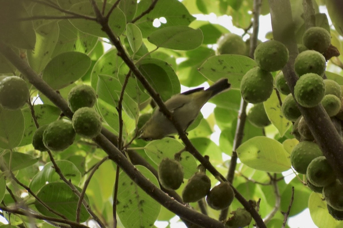 Sombre Greenbul - ML632419106
