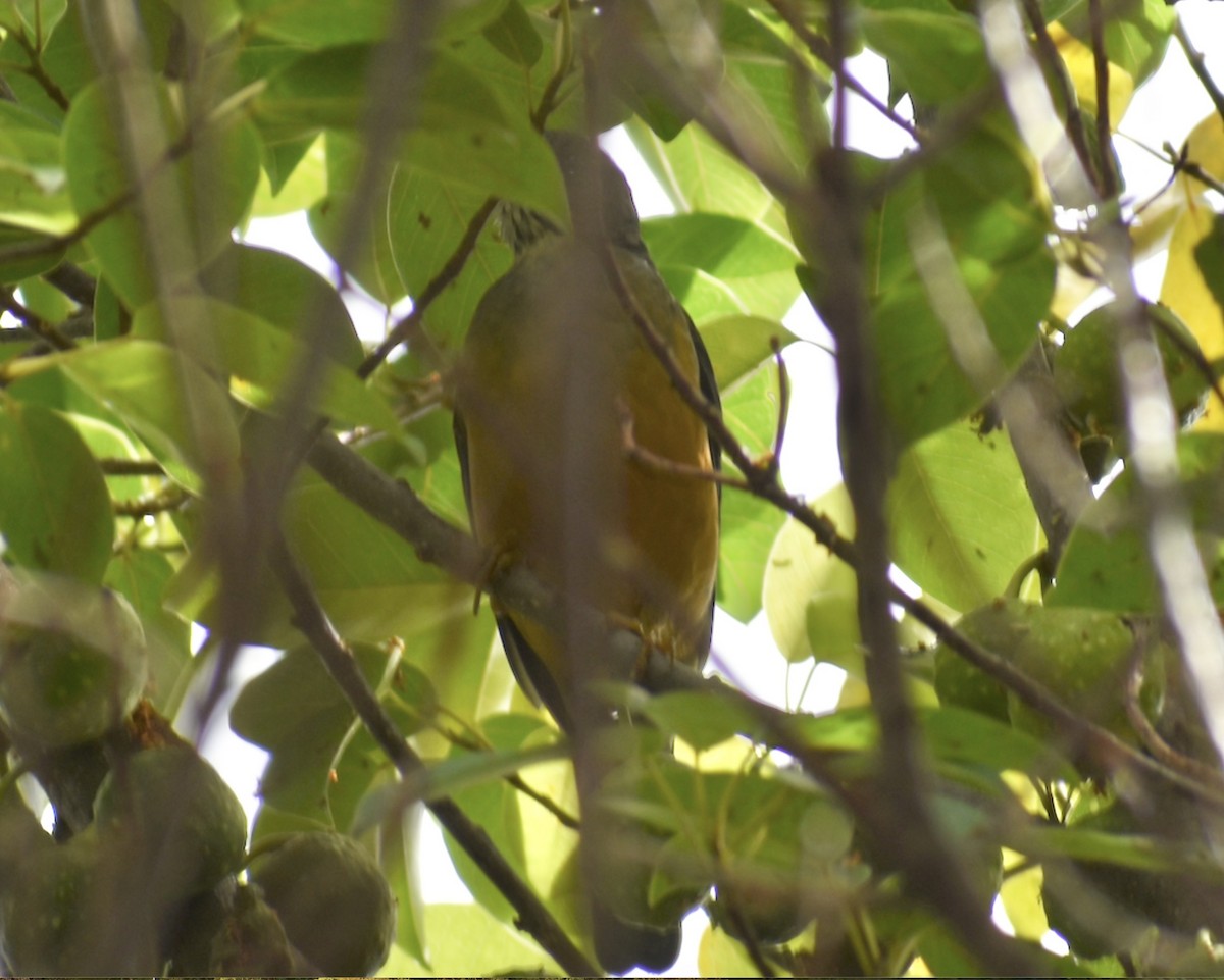 Olive Thrush - ML632419121