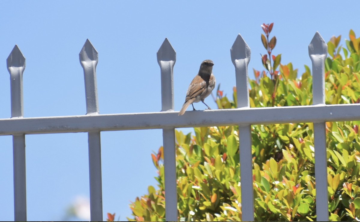Cape Sparrow - ML632419126