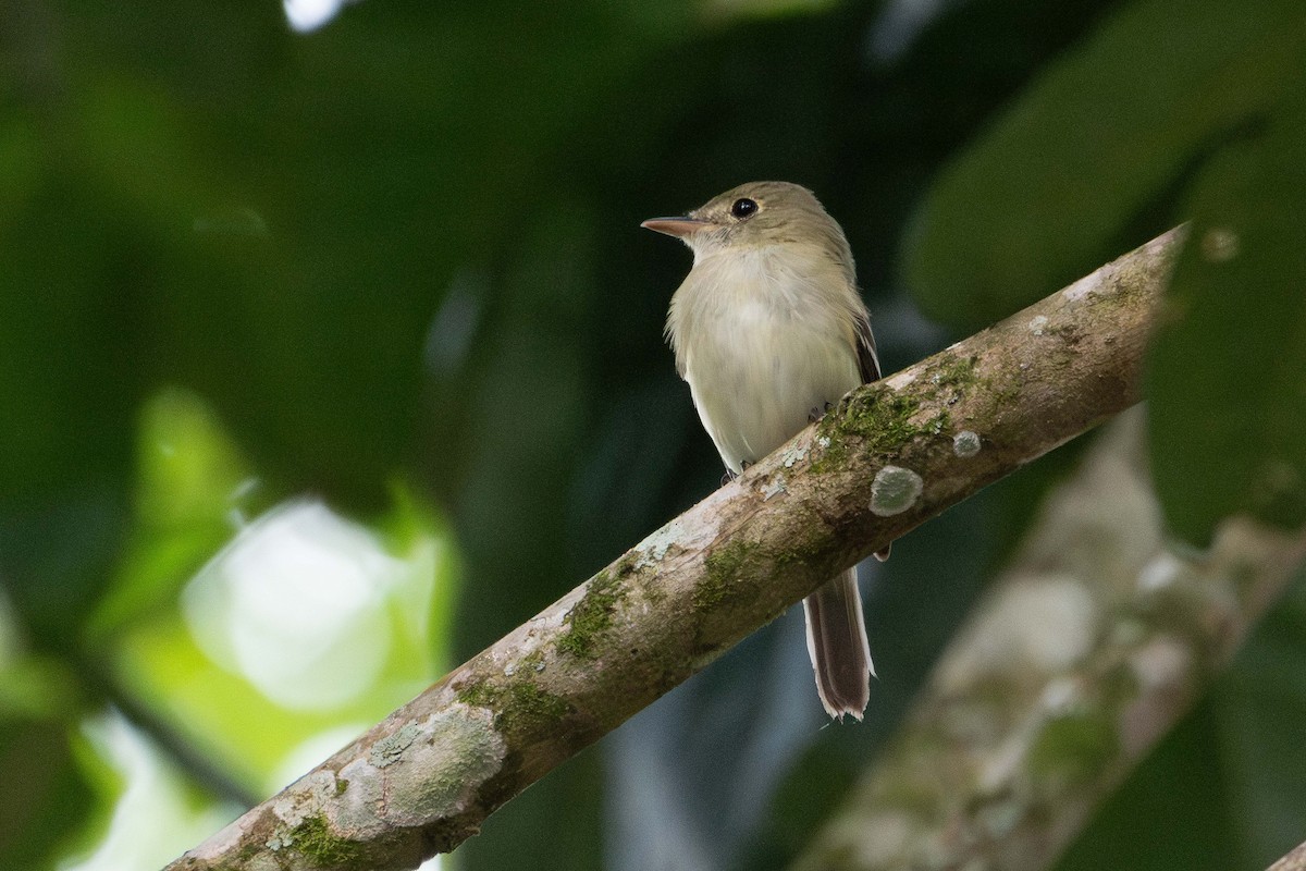 Acadian Flycatcher - ML632419290