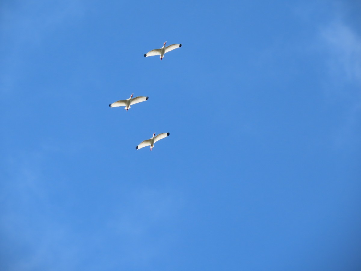 White Ibis - ML632419449