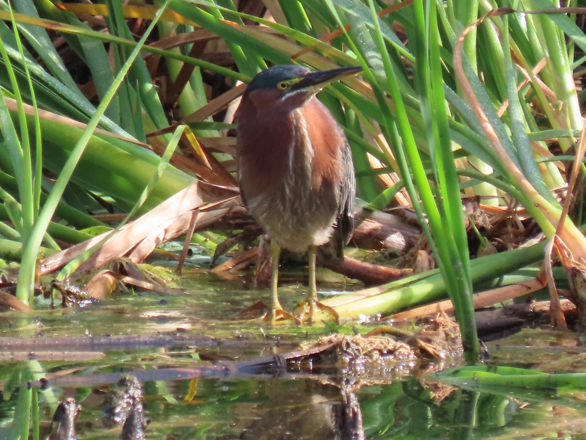 Green Heron - ML632419461