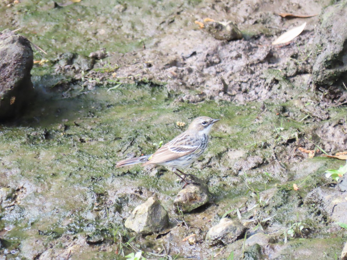 Yellow-rumped Warbler - ML632419468