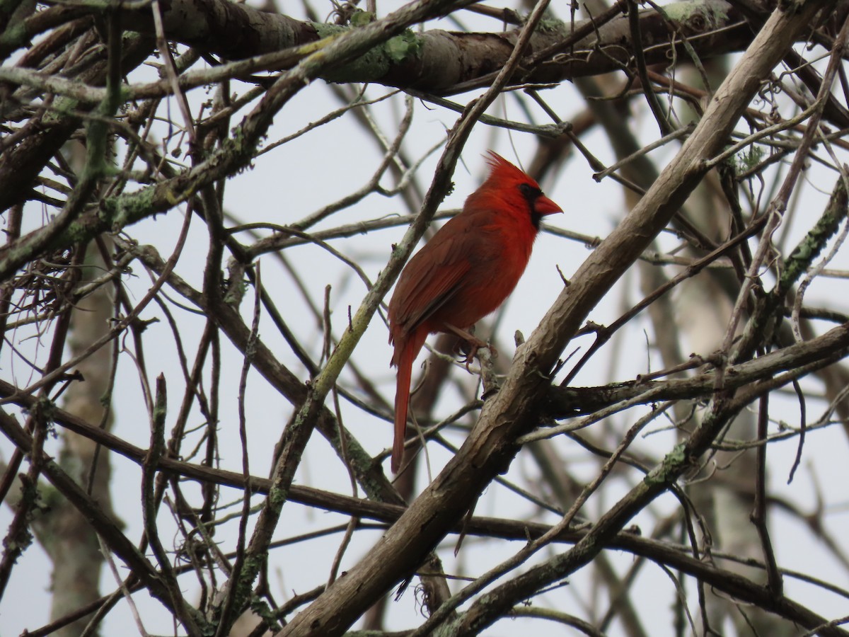 Northern Cardinal - ML632419489