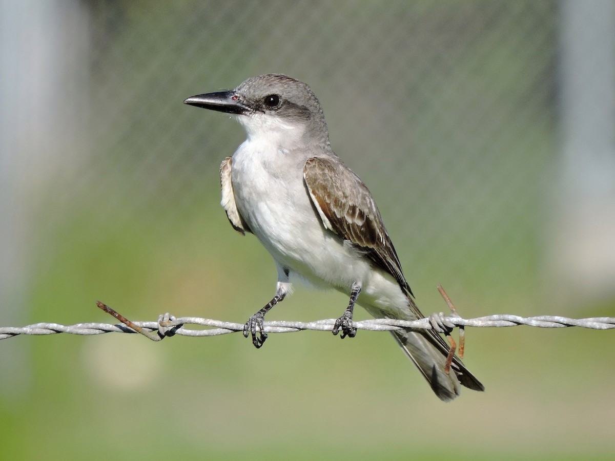 Gray Kingbird - S. K.  Jones