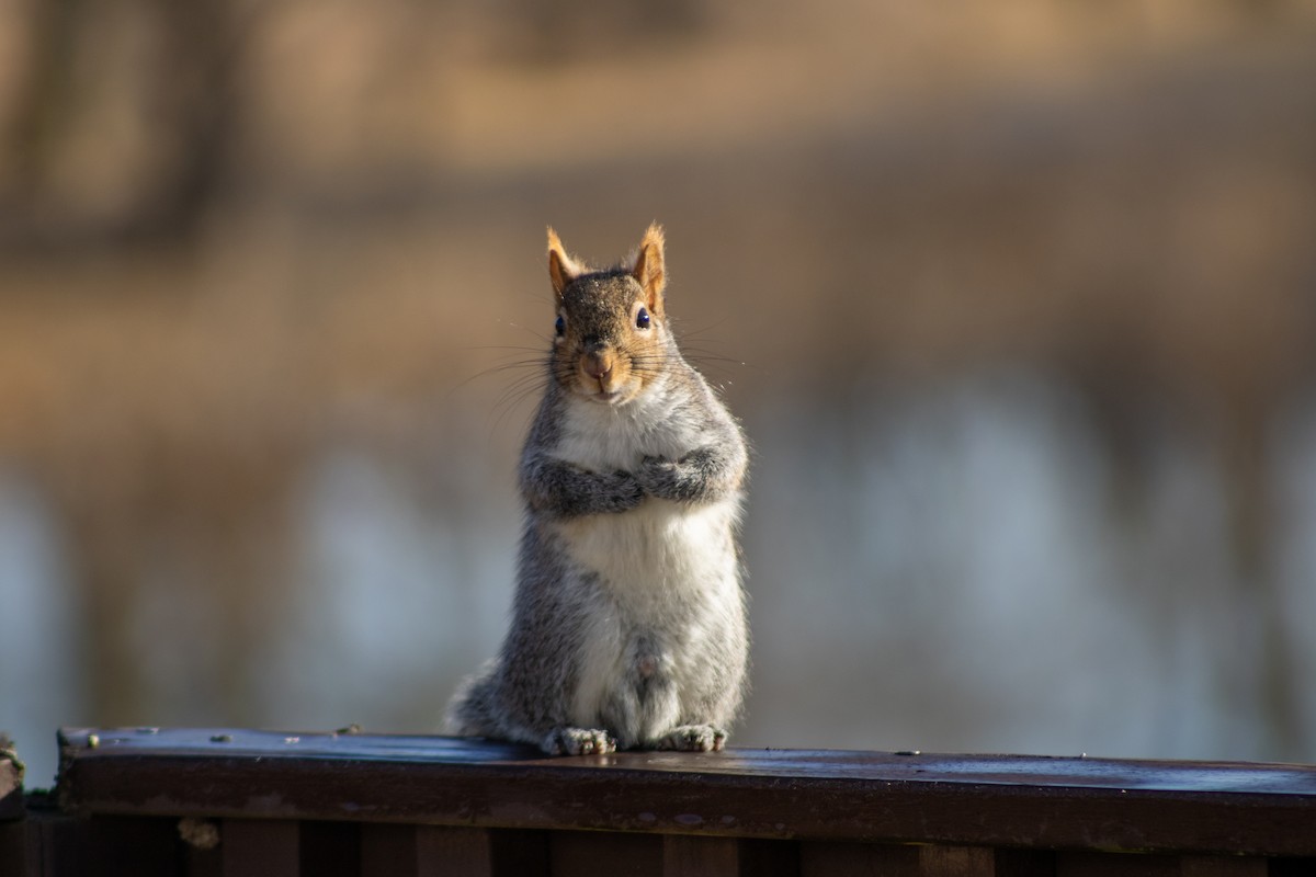 Eastern Gray Squirrel - Nick Butts