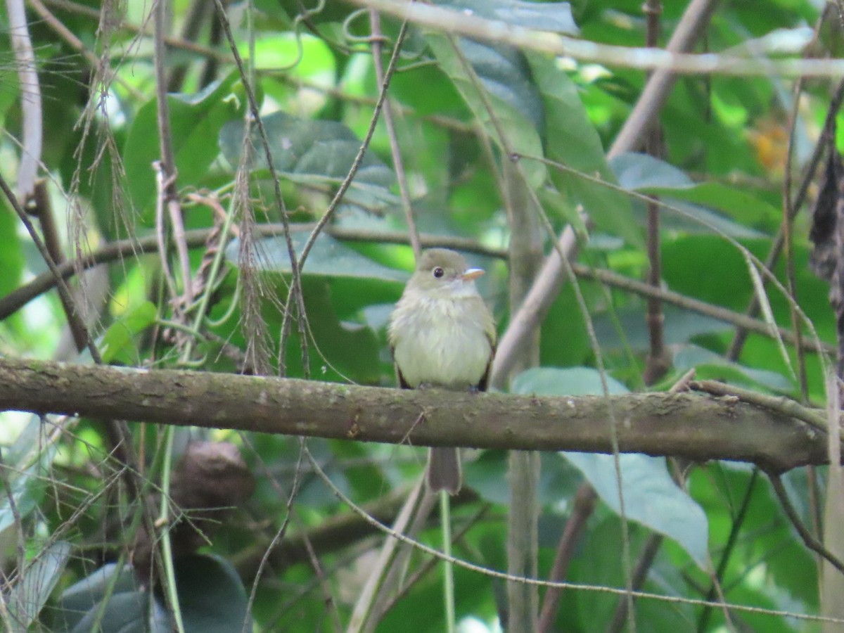Acadian Flycatcher - ML632419961