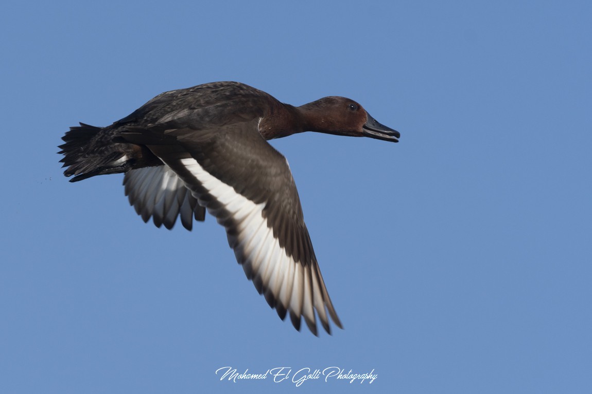 polák malý - ML632420168