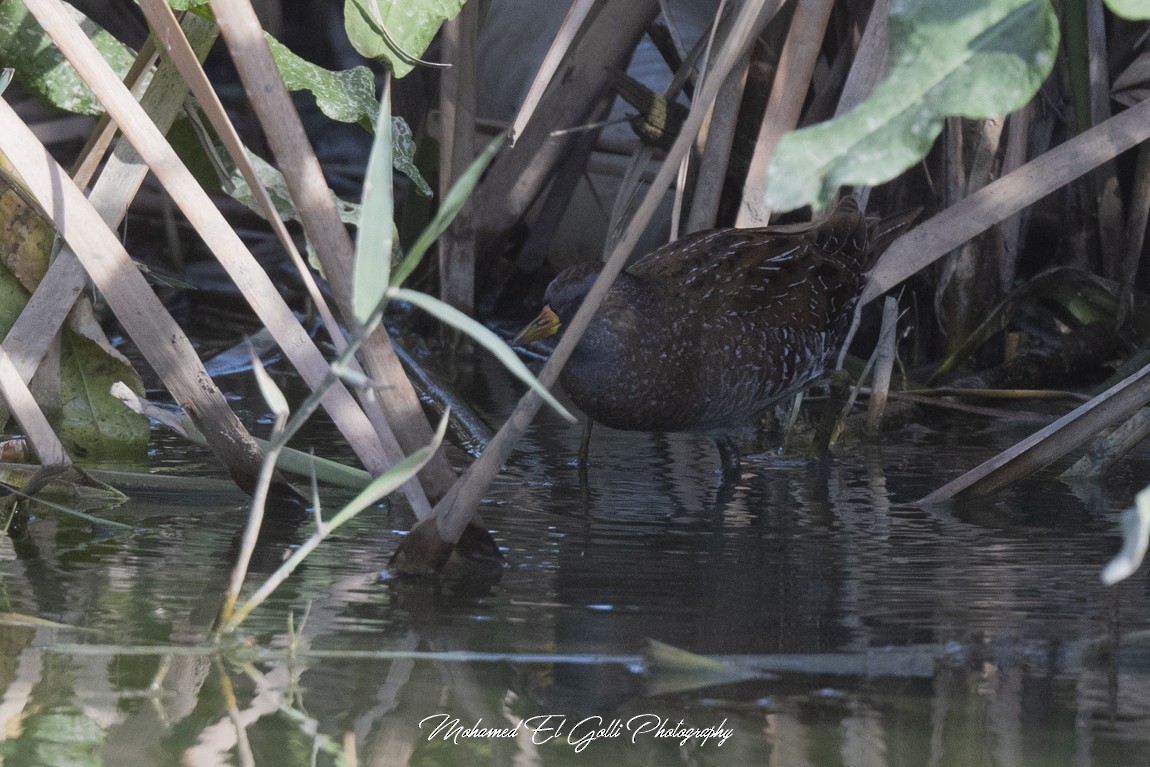 chřástal kropenatý - ML632420177