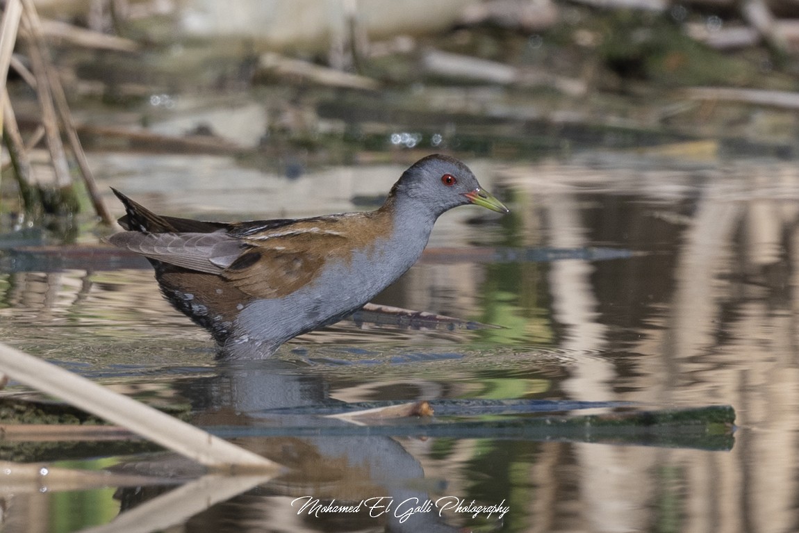 chřástal malý - ML632420179