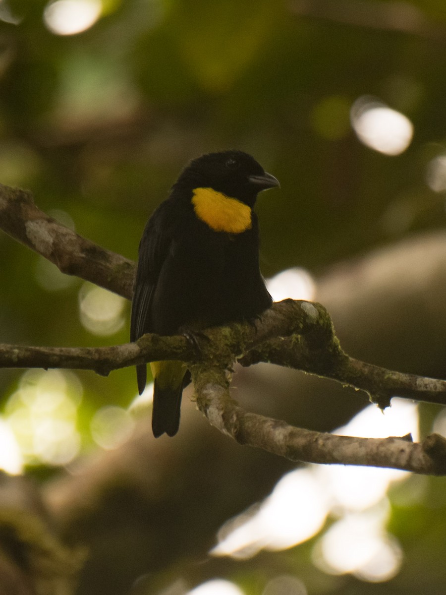Golden-chested Tanager - ML632420280