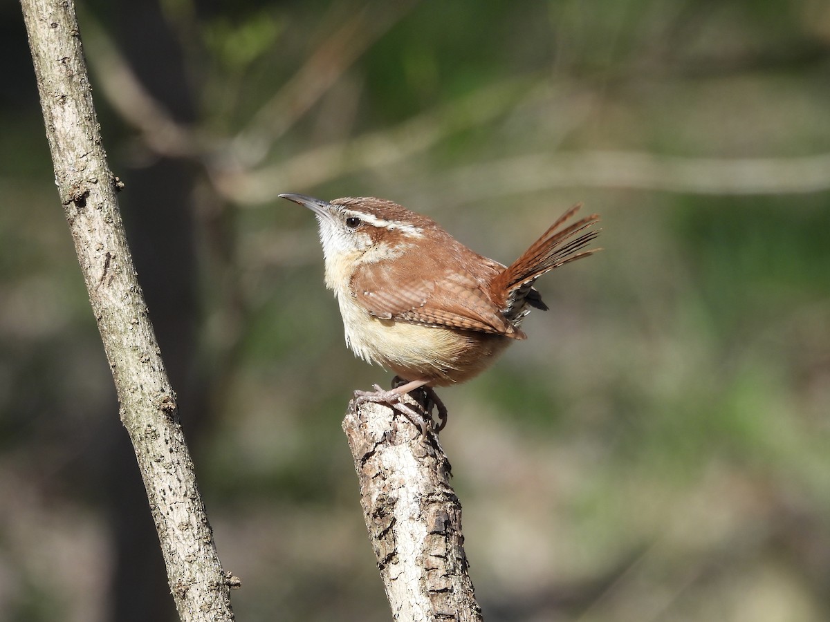 Carolina Wren - ML632420364