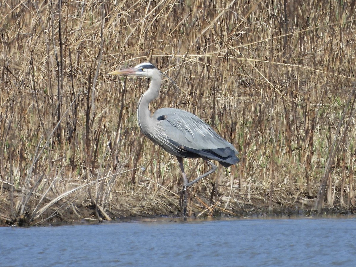 Great Blue Heron - ML632420374