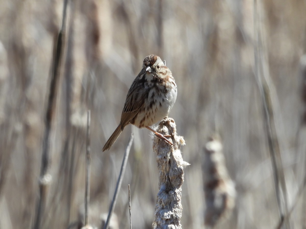Song Sparrow - ML632420473