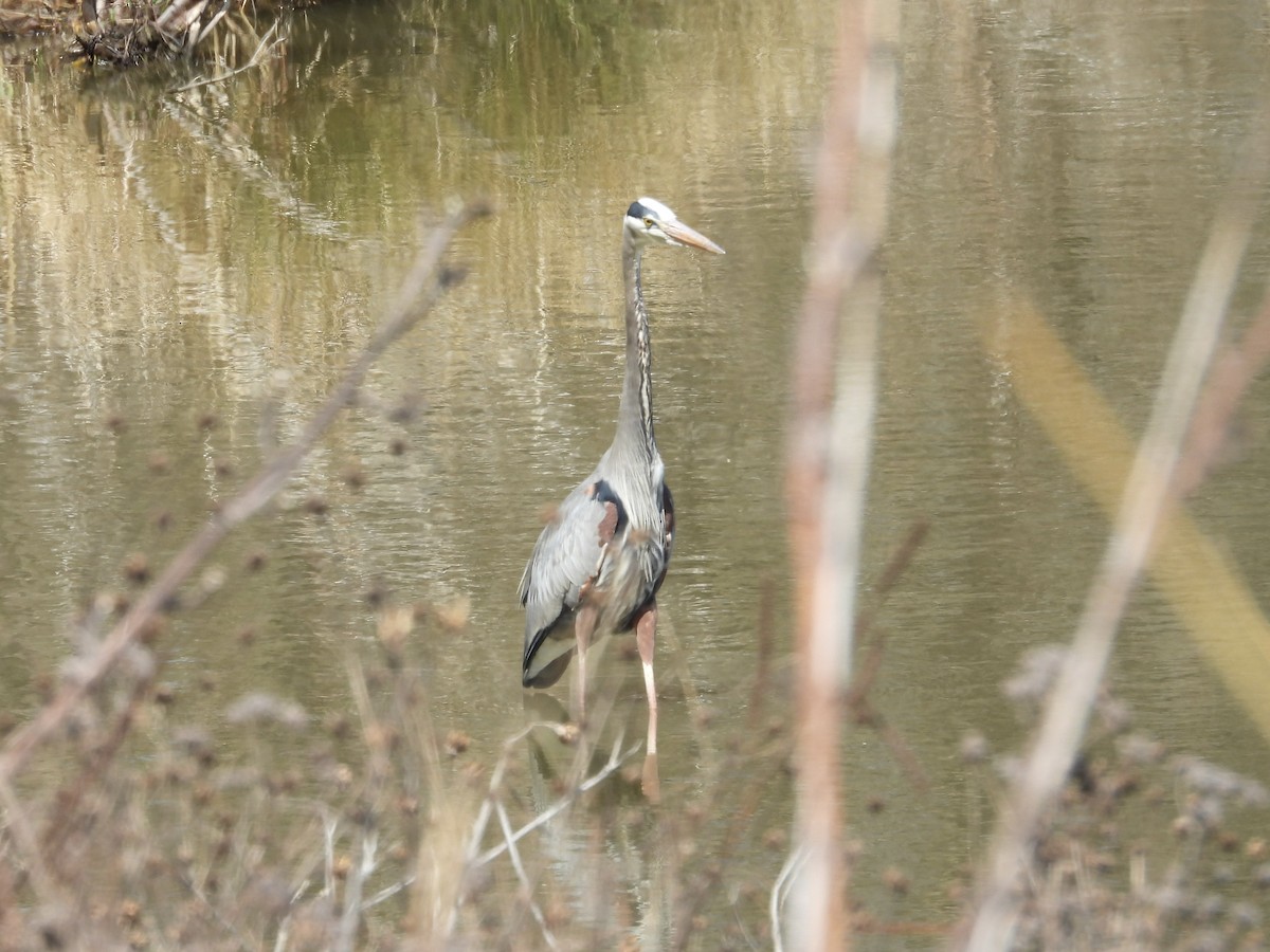 Great Blue Heron - ML632420598