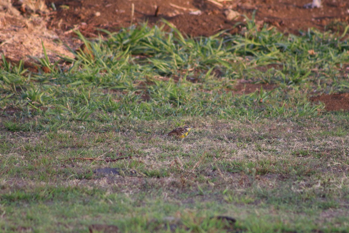 Eastern Meadowlark - ML632420608