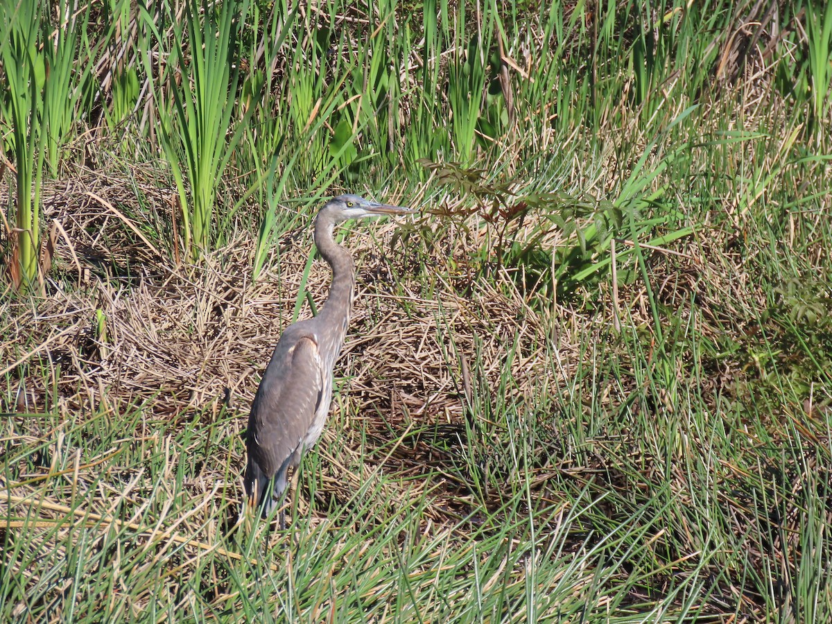 Great Blue Heron - ML632420650