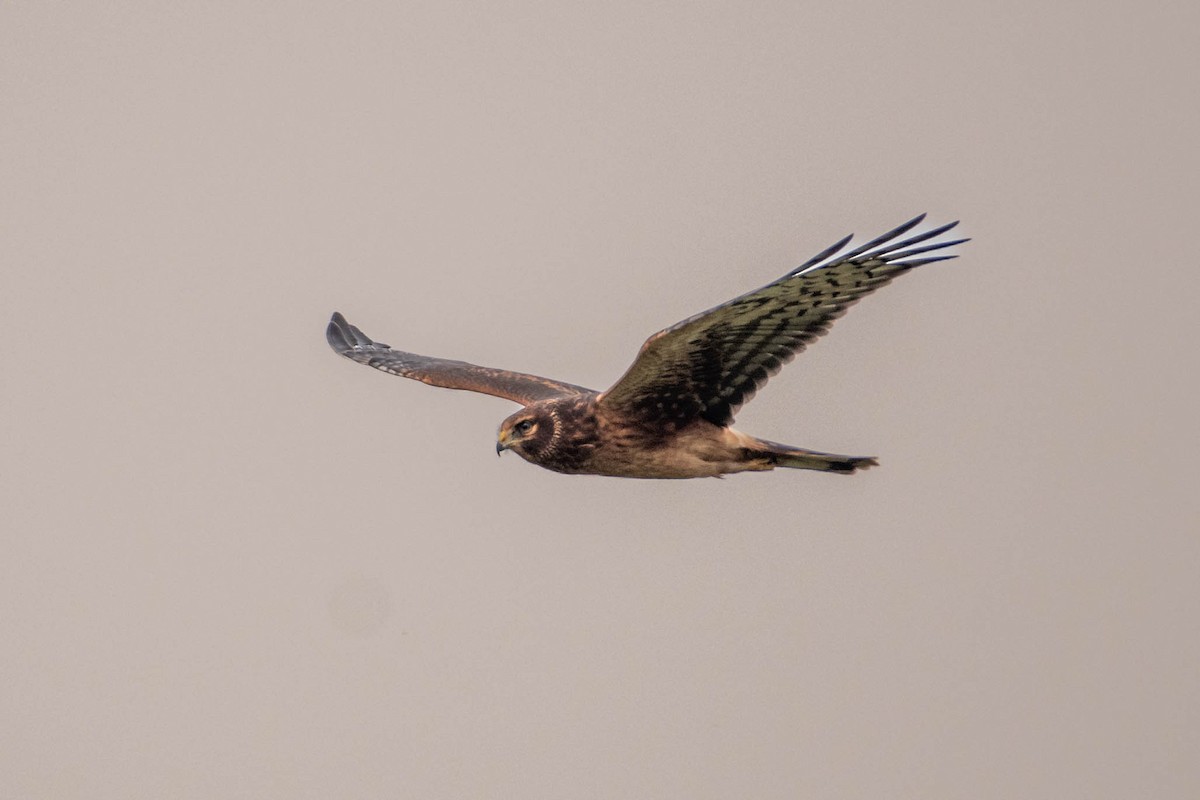 Northern Harrier - ML632420676
