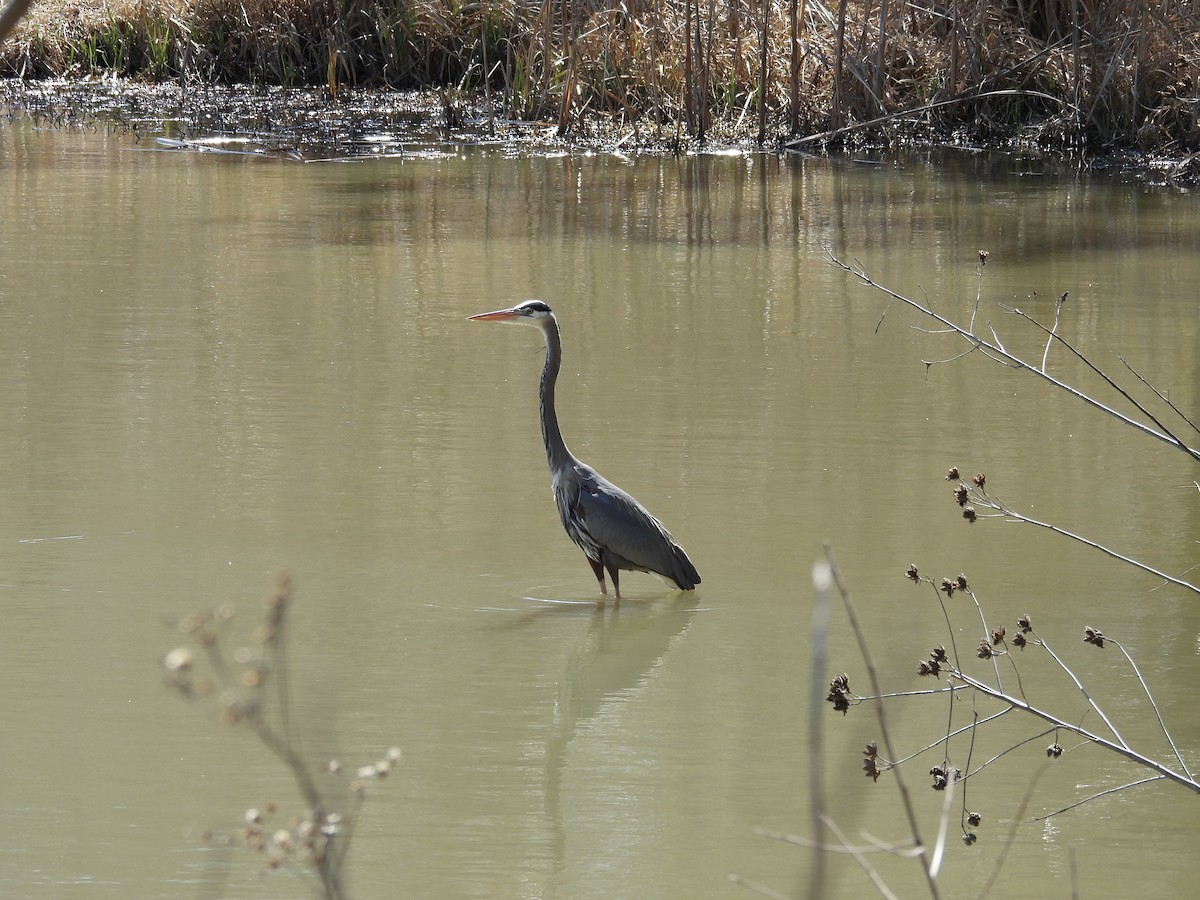 Great Blue Heron - ML632420678