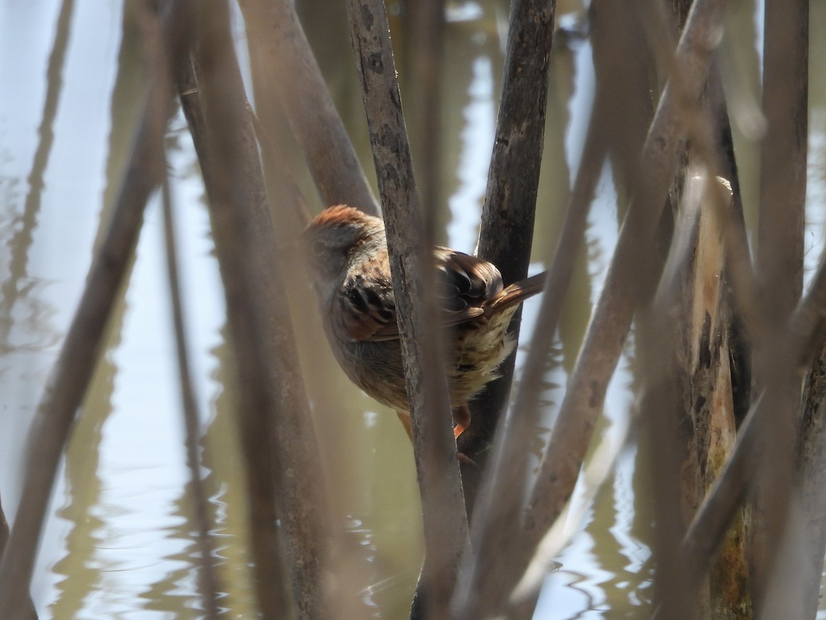 Swamp Sparrow - ML632420748