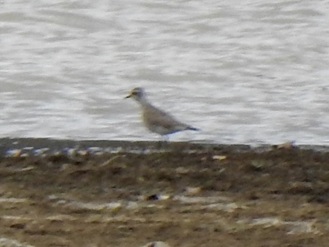 American Golden-Plover - ML632420821