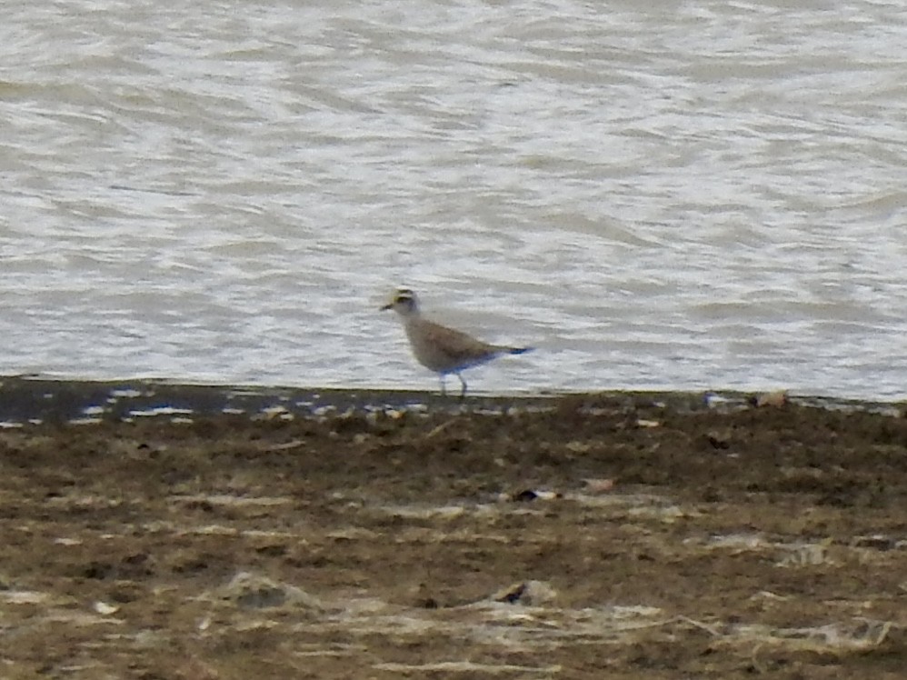 American Golden-Plover - ML632420822
