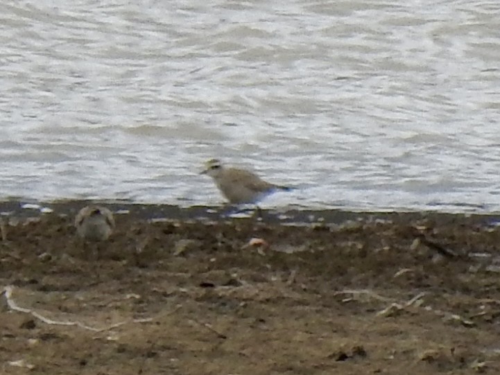 American Golden-Plover - ML632420824