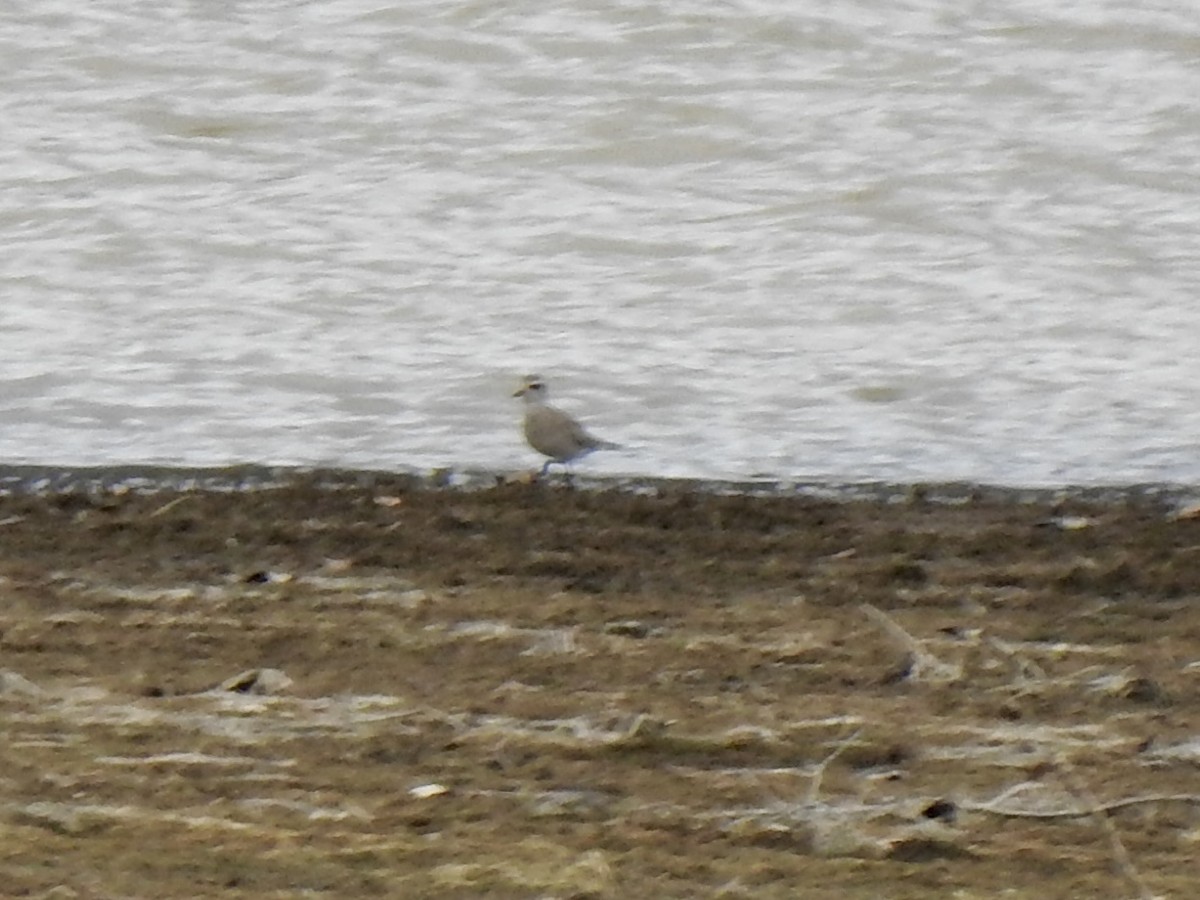 American Golden-Plover - ML632420825