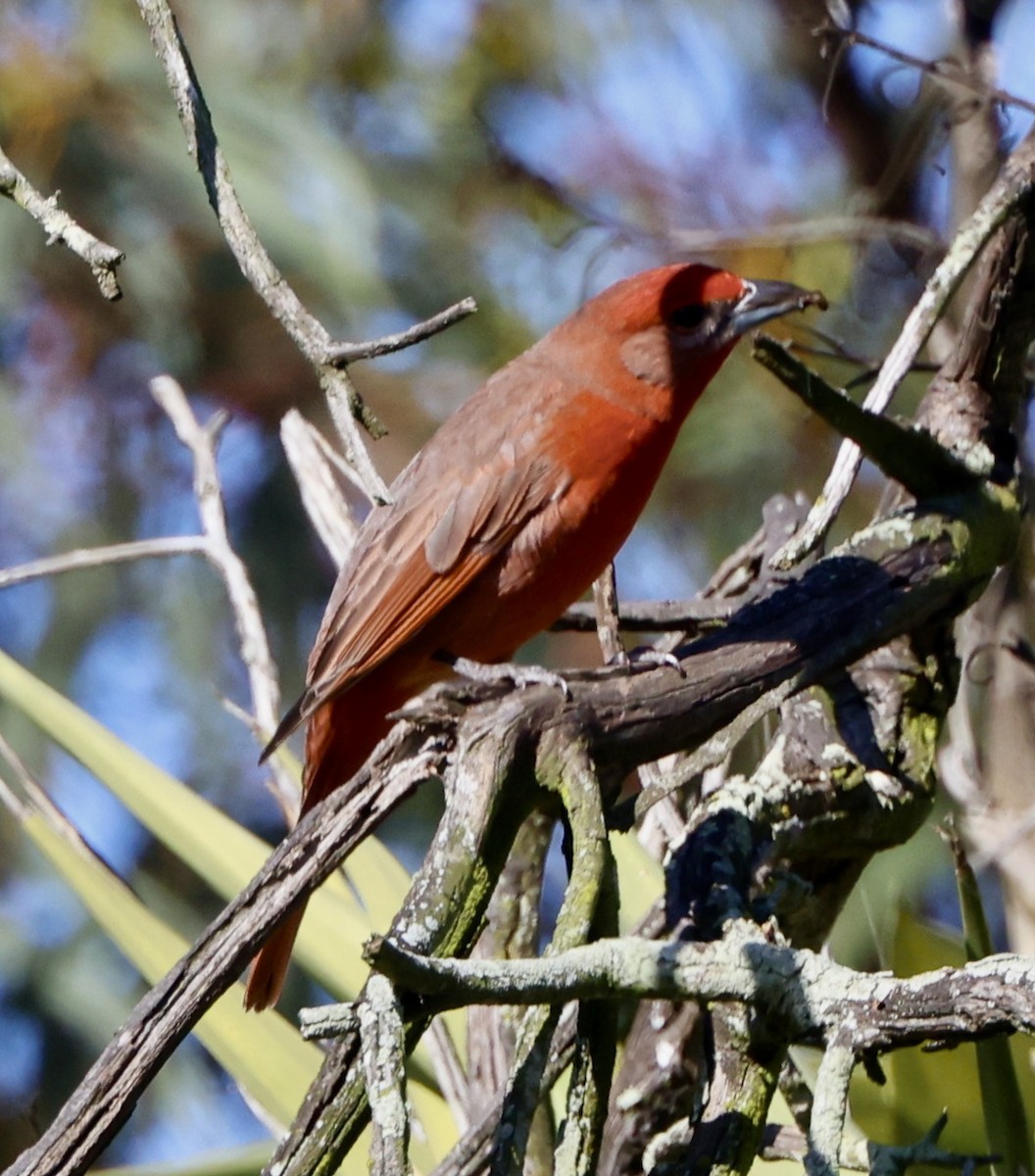 Piranga orangé - ML632420864