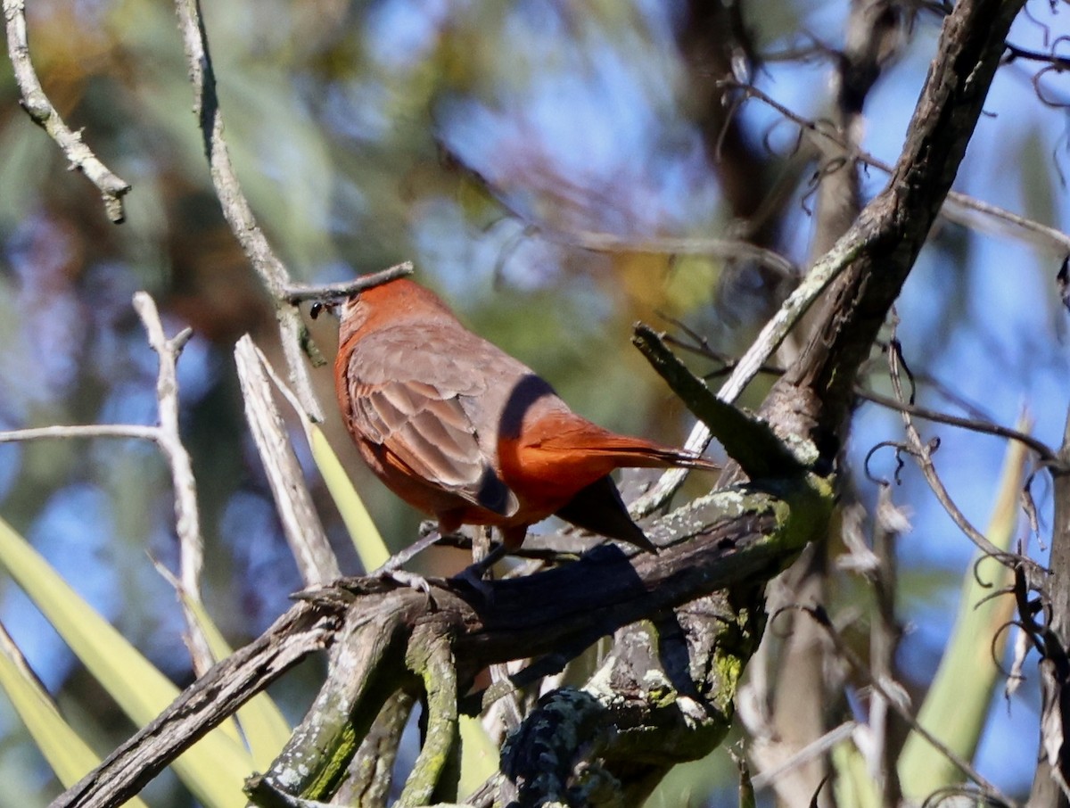 Piranga orangé - ML632420866