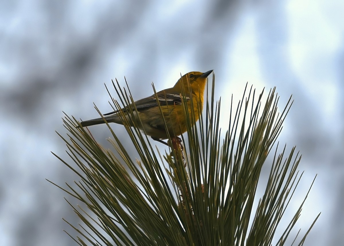 Pine Warbler - ML632420907