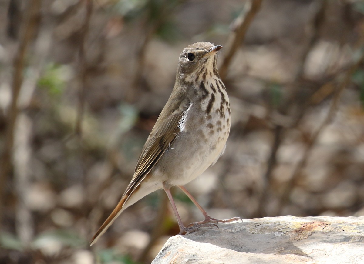 Hermit Thrush - ML632420936