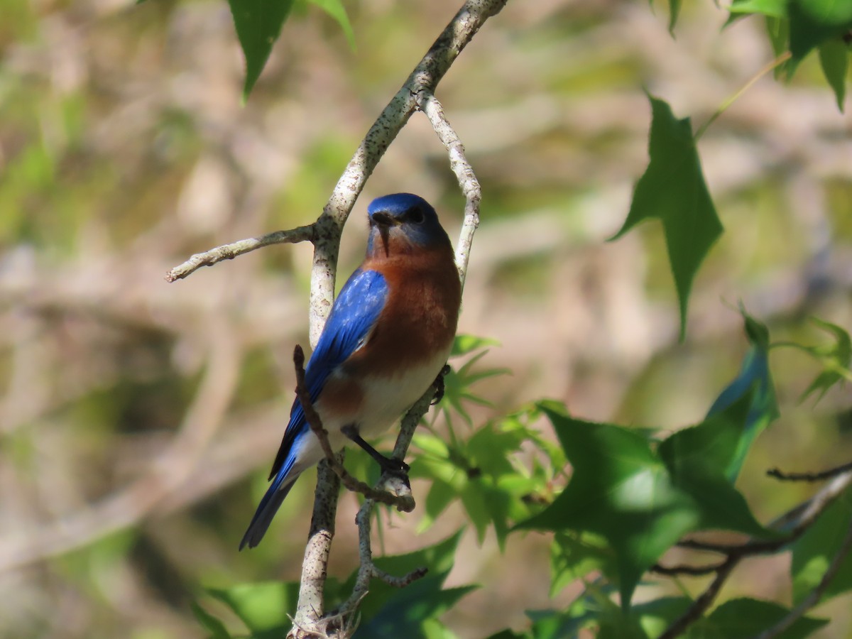 Eastern Bluebird - ML632420951