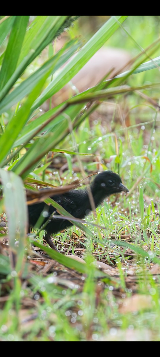Paint-billed Crake - ML632420985