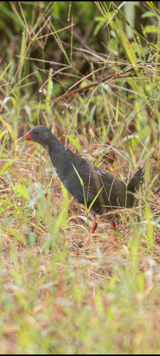 Paint-billed Crake - ML632420986
