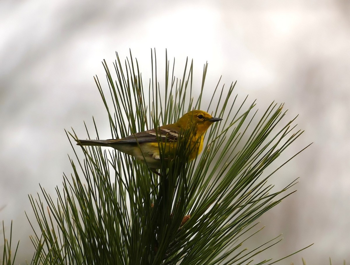 Pine Warbler - ML632421002