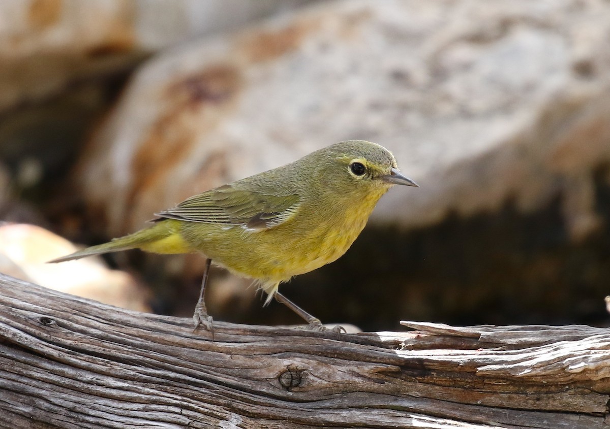 Orange-crowned Warbler - ML632421110
