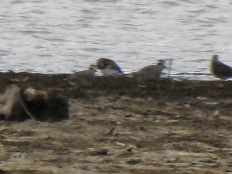 American Golden-Plover - ML632421130