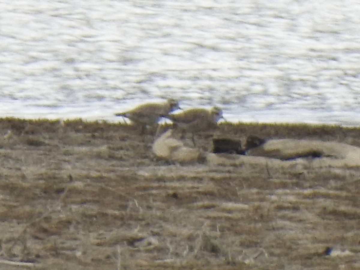 American Golden-Plover - ML632421131