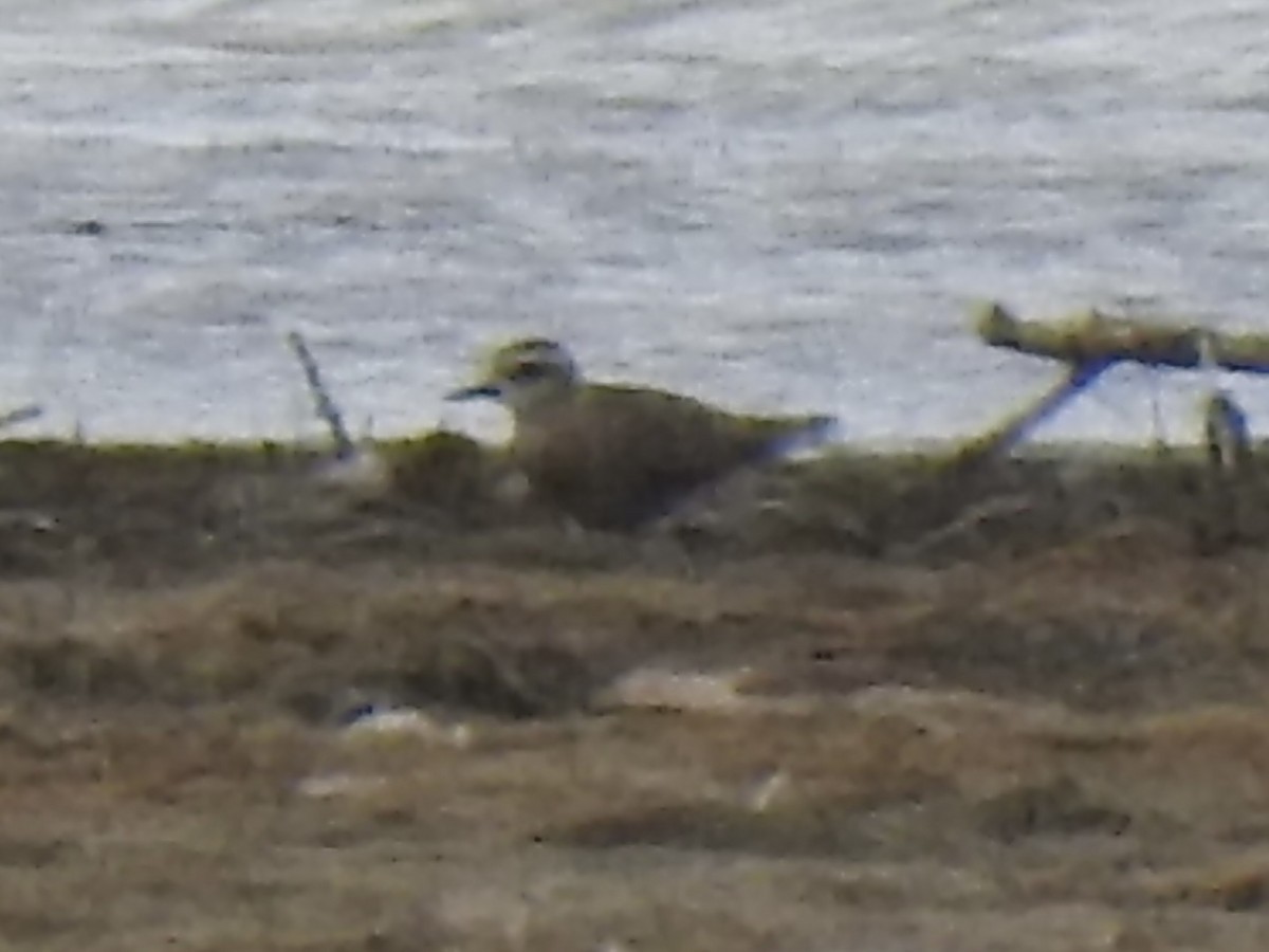 American Golden-Plover - ML632421132
