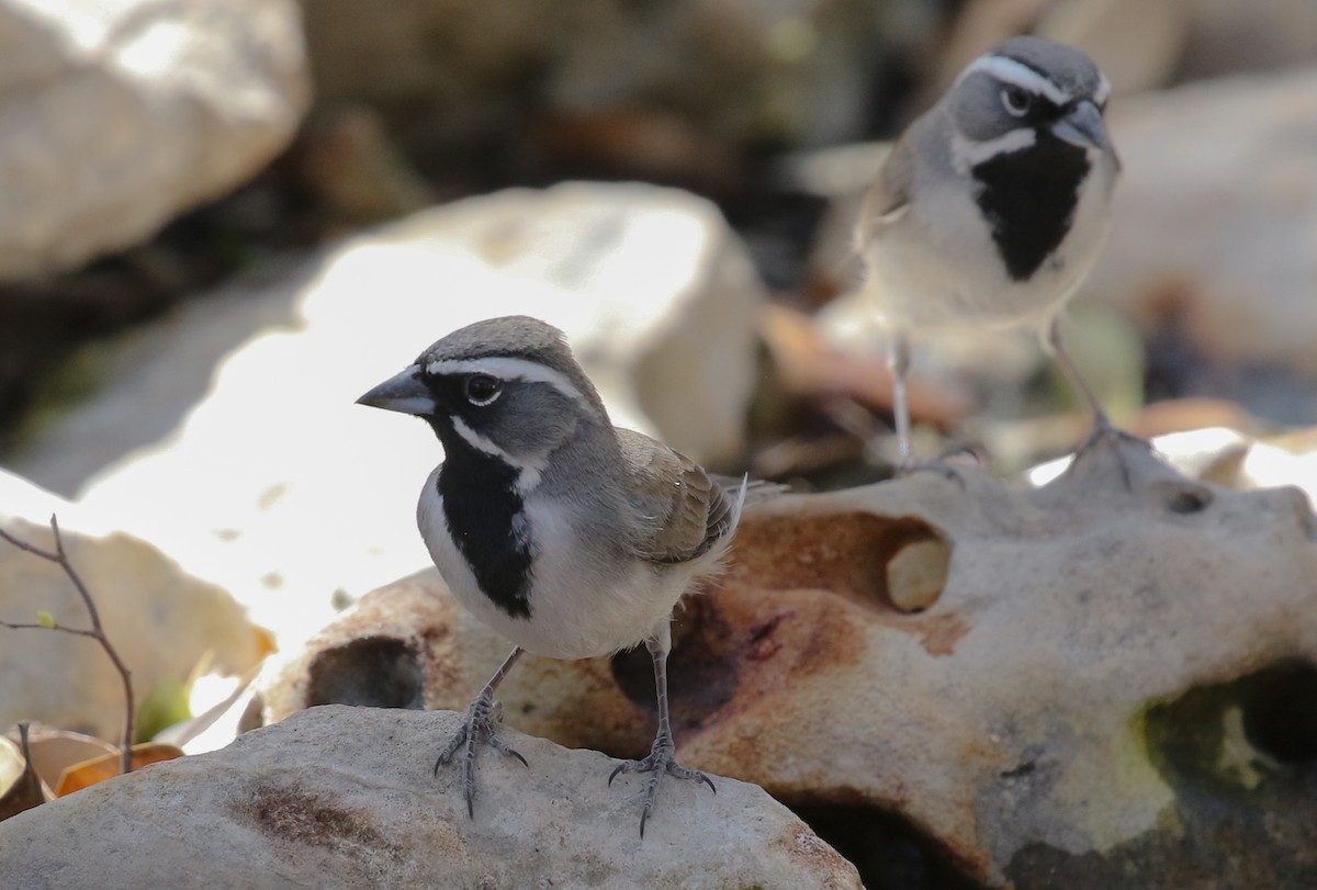 Black-throated Sparrow - ML632421207