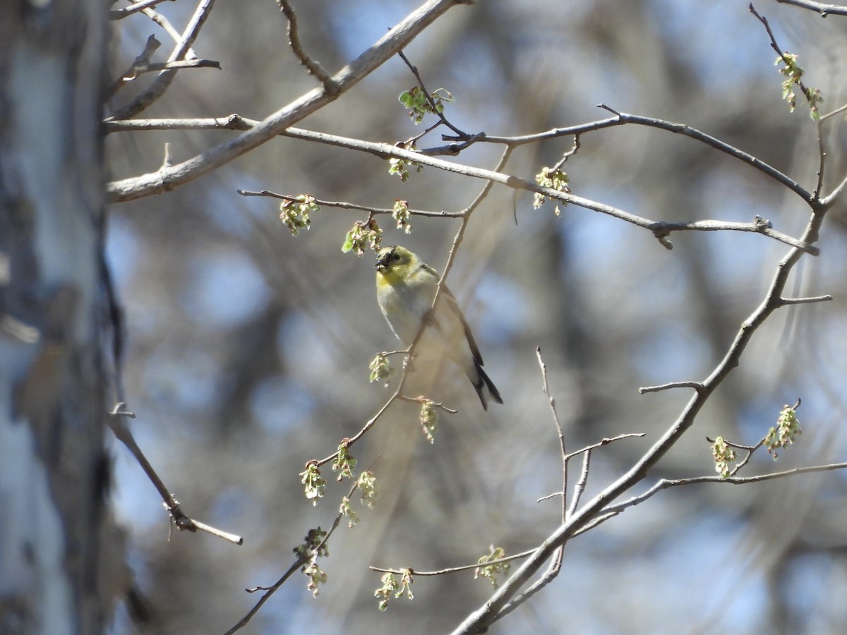 American Goldfinch - ML632421215