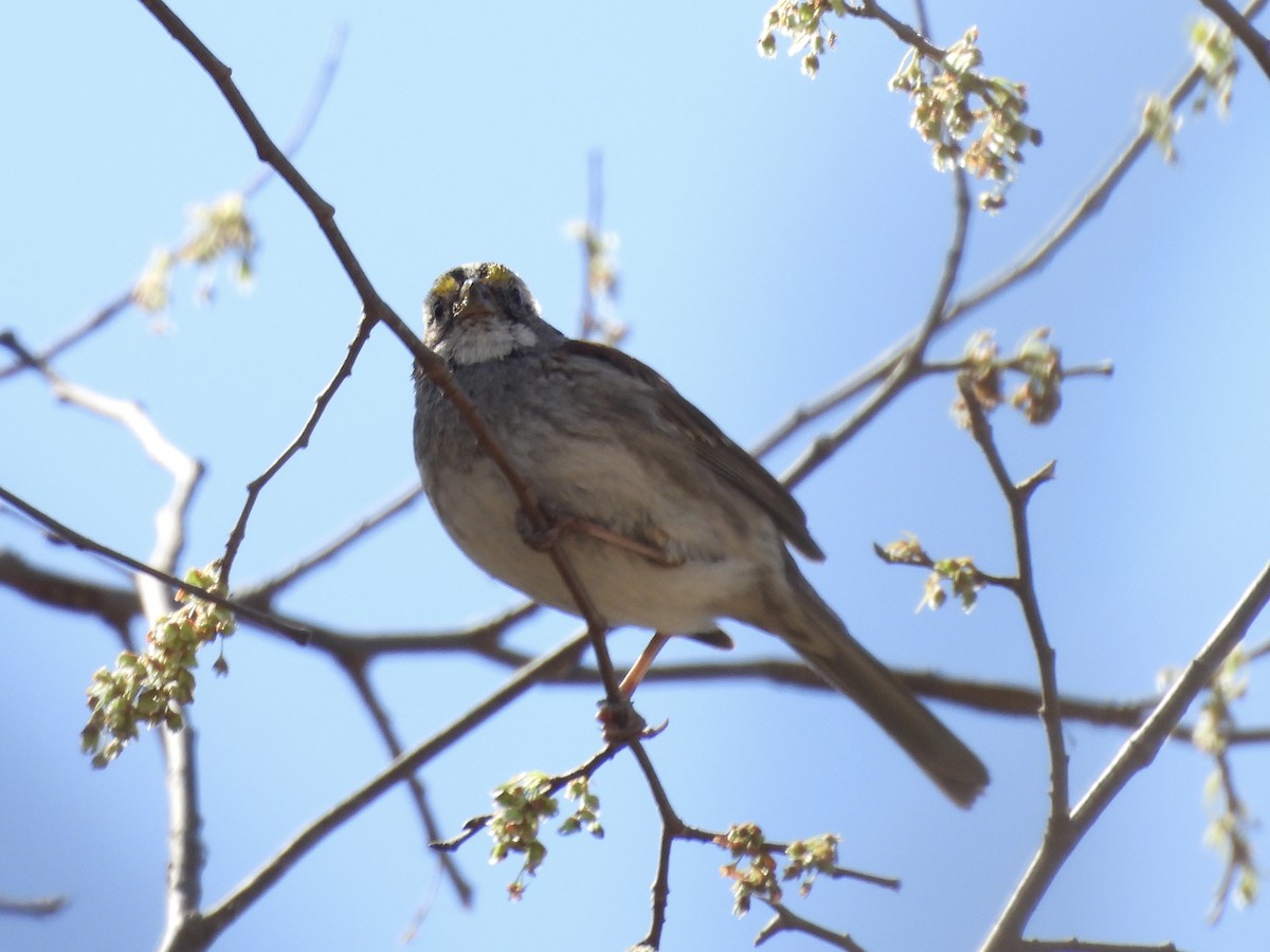 White-throated Sparrow - ML632421273