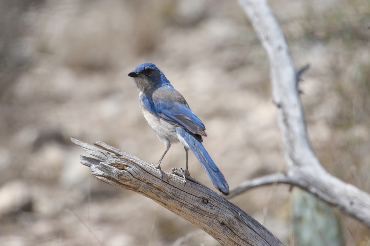 Woodhouse's Scrub-Jay - ML632421342
