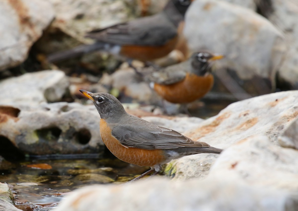 American Robin - ML632421472