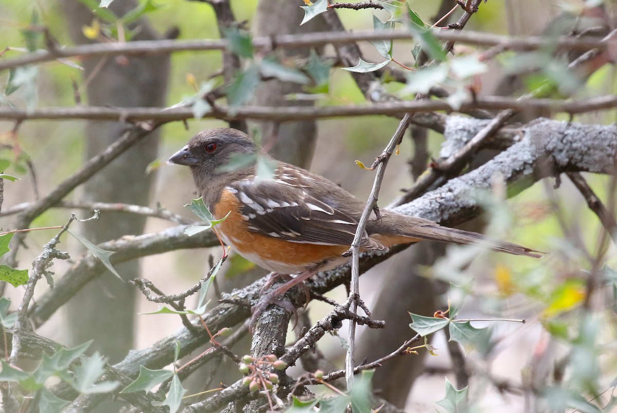 Spotted Towhee - ML632421498