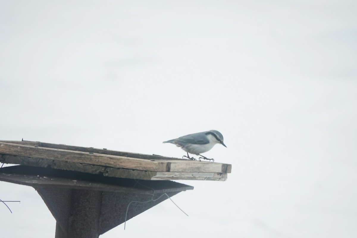 Eurasian Nuthatch - ML632421558