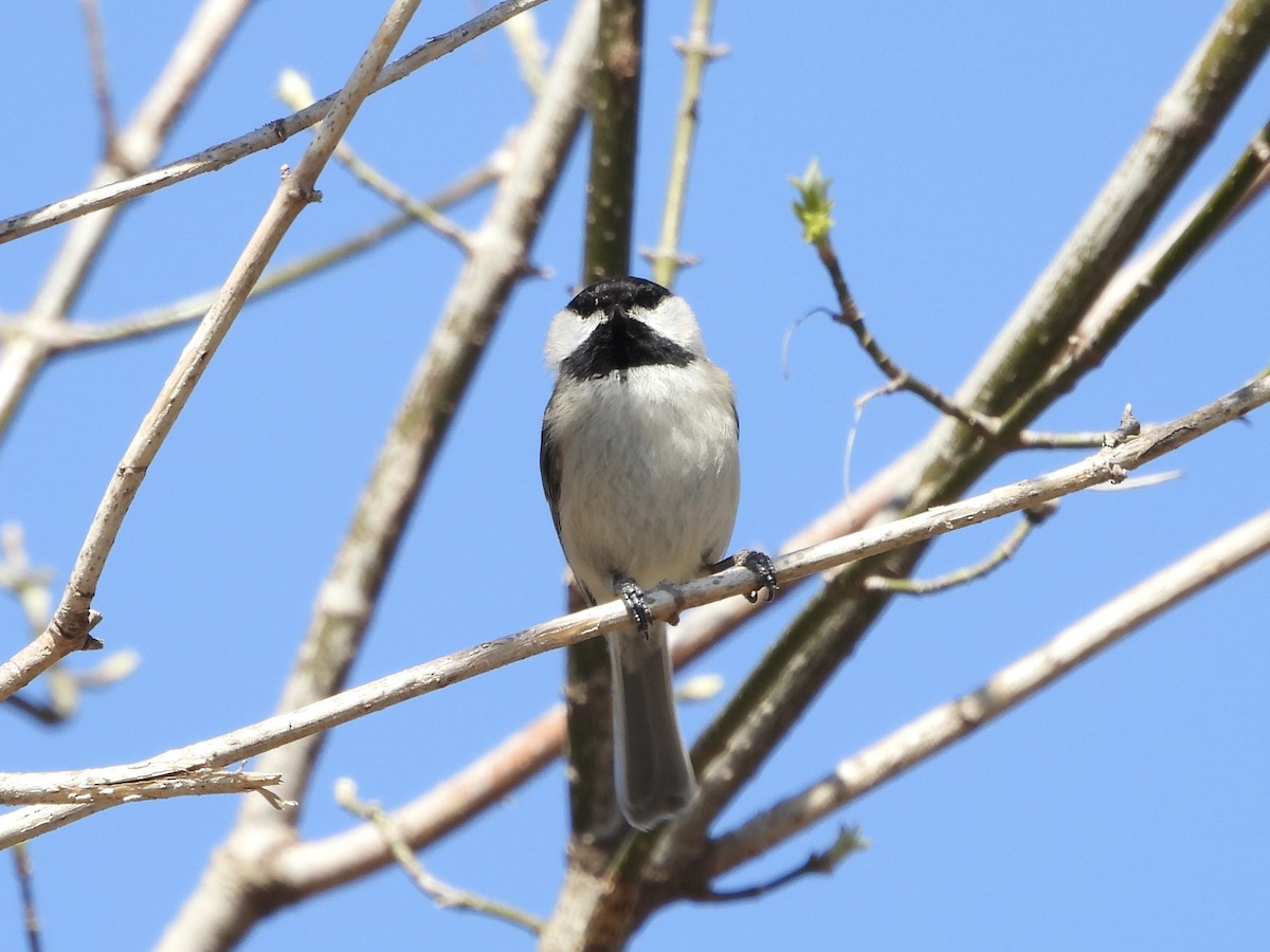 Carolina Chickadee - ML632421577