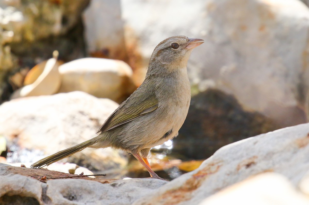 Olive Sparrow - ML632421629